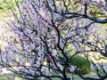 Plum Tree Blossom at Hamarikyu Gardens in Tokyo, Japan Royalty Free Stock Photo